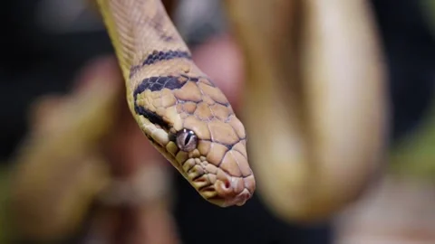 Close-up of a snake captured in slow motion, showing vivid details and Stockbeeldmateriaal 308512247