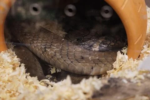 Close-up of a snake coiled inside a ceramic hide box in a terrarium. 库存照片
