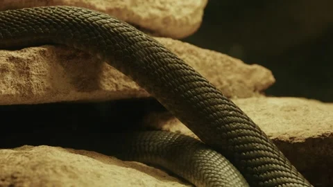 Close-Up of Snake Coiled on Rocks Stockbeeldmateriaal 305703370