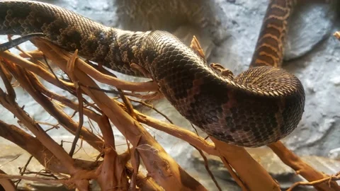 Close-up on a snake that crawls on a tree. Dangerous animals and insects. Stock Footage 205030213