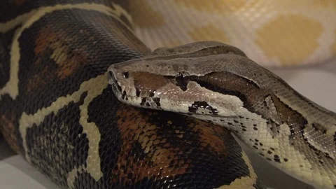 The close up snake eye 库存影片 106330417