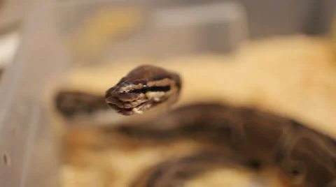 Close up of a snake Видео 61816842