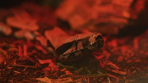Close up of a snake Stock Footage 99889269
