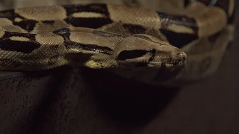 Close up of a snake Stock-Footage 128111153