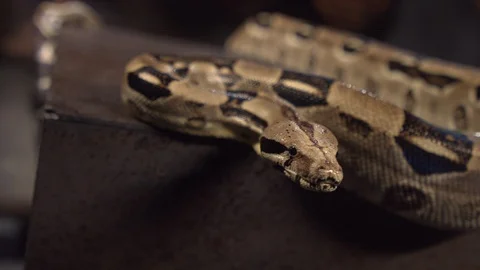 Close up of a snake Stock Footage 128111755