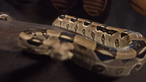 Close up of a snake Stock-Footage 128111822