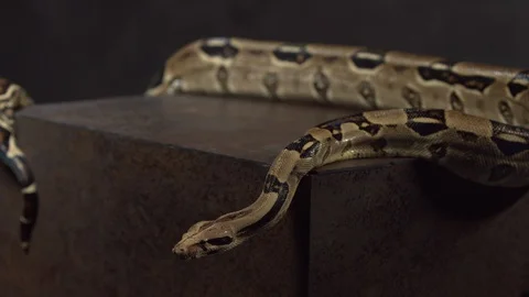 Close up of a snake Stock-Footage 128111829
