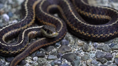 A close up of a snake Stock Footage 155357649
