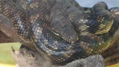 Close up of a snake	 스톡 동영상 306040353