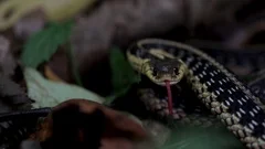 Deep Look, Why Do Snakes Have Forked Tongues?, Season 10, Episode 6