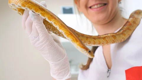 Close-up of snake in hands of caring vet Stock-Footage 127681034