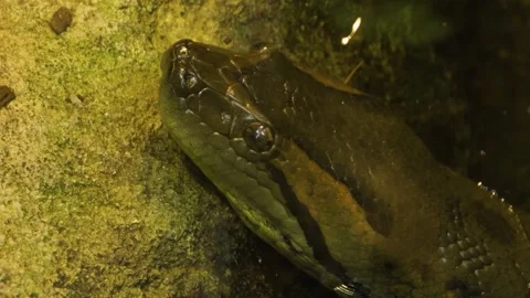 Close up of snake head Anaconda  Stock Footage 140859020