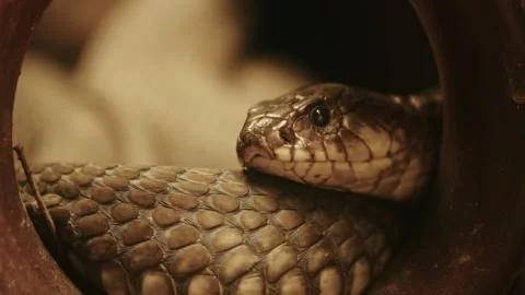 Close-Up of Snake in Hollow Space 動画素材 305703424