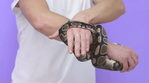 Close-up of a snake in human hands Video stock 157637548