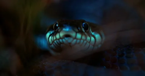 A close-up of a snake looking directly into the camera. A live snake sticks  Video stock 165059353