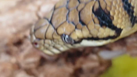 Close up of a snake moving along a branch and sticking out a tongue Stock Footage 326065224