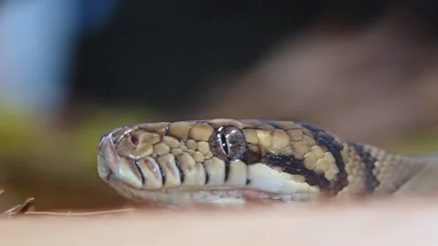Close up of a snake moving and sticking out a tongue Stock Footage 326065420