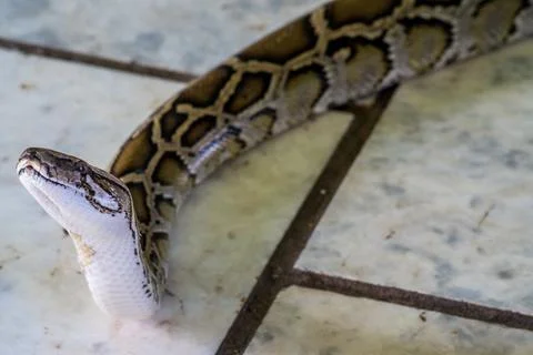 Close up of snake moving on the ground Stockfoto's