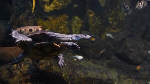 Close up of snake neck turtle. Stock Footage 121855037