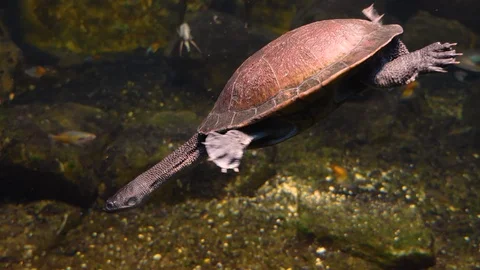 Close up of snake neck turtle. Stock Footage 121855184