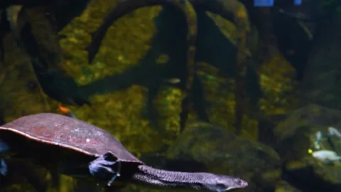 Close up of Snake Neck Turtle Stock Footage 140587150