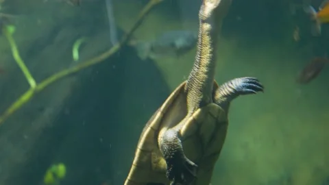 Close up of a snake neck turtle Stock Footage 233804325