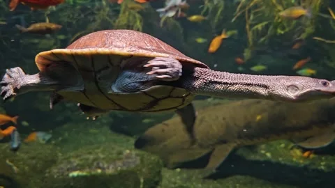 Close up of snake neck turtle in motion Stock Footage 295323659