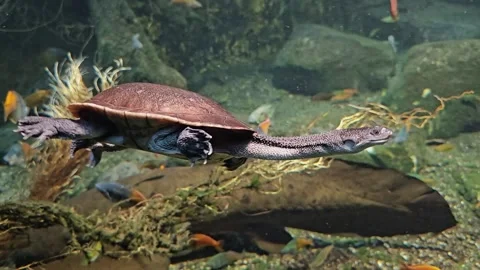 Close up of a snake neck water turtle Stock Footage 296493417