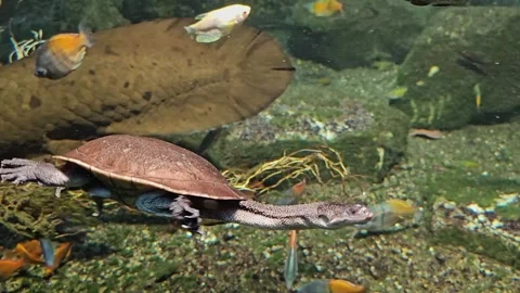 Close up of a snake neck water turtle Stock Footage 296495466