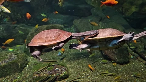 Close up of a snake neck water turtles mating Stock Footage 294768809