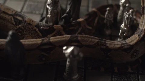 Close up of a snake on old iron chess board. Studio super slow motion Stock Footage 101865839
