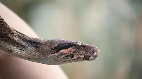 Close up of a snake Stock Photos