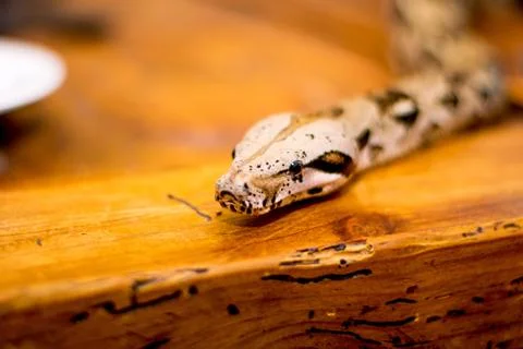 Close up of a snake Stock Photos