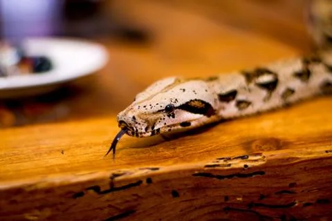 Close up of a snake Stock Photos