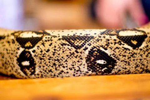 Close up of a snake Stock Photos