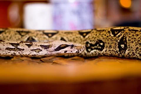 Close up of a snake Stock Photos