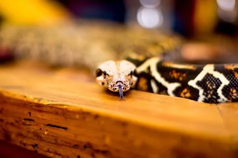 Close up of a snake Stock Photos