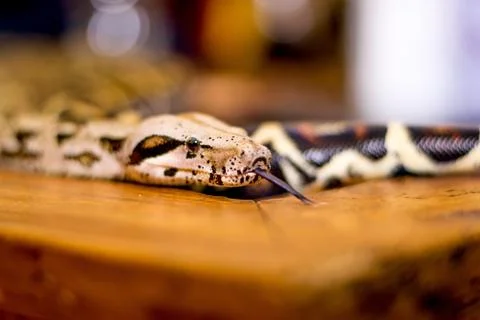Close up of a snake Stock Photos