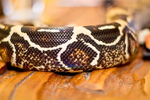 Close up of a snake Stock Photos