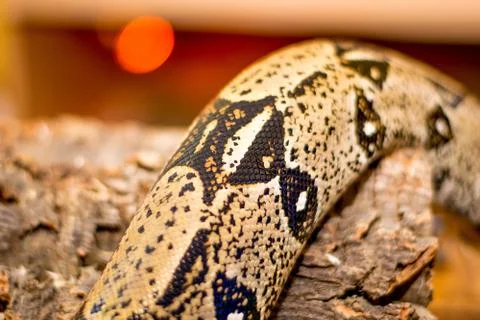 Close up of a snake Stock Photos