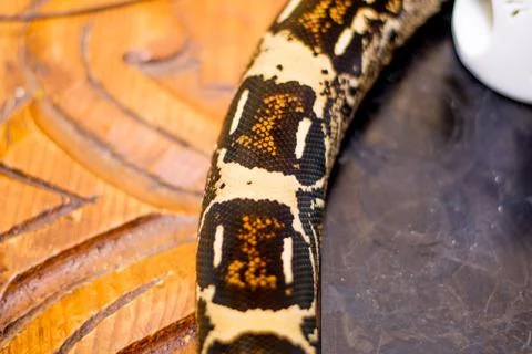 Close up of a snake Stock Photos