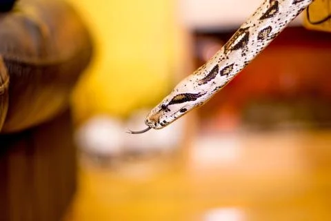 Close up of a snake Stock Photos