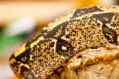 Close up of a snake Stock Photos