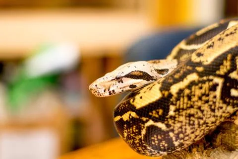 Close up of a snake Stock Photos
