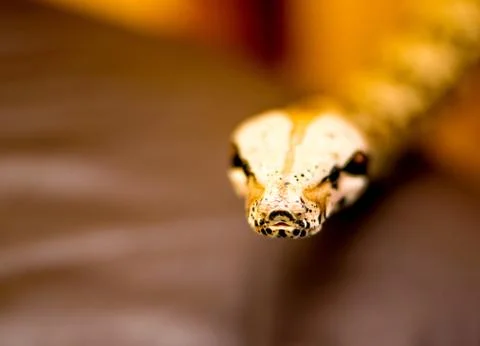 Close up of a snake Stock Photos