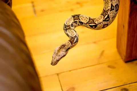 Close up of a snake Stock Photos
