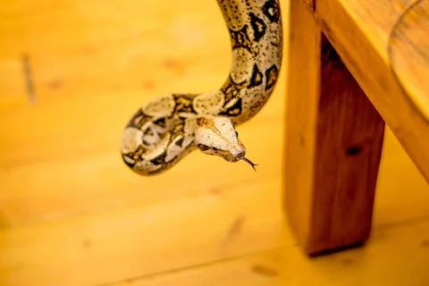 Close up of a snake Stock Photos