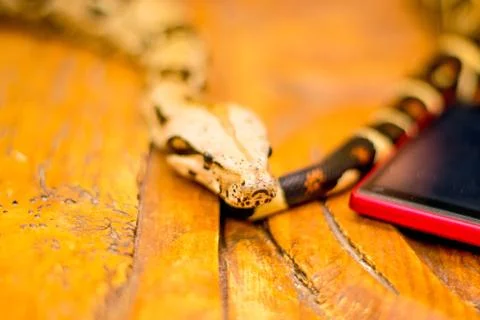 Close up of a snake Stock Photos