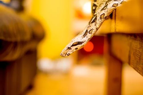 Close up of a snake Stock Photos