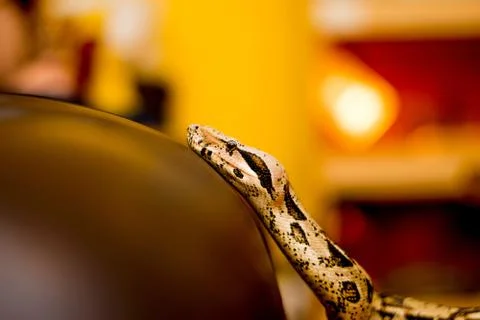 Close up of a snake Stock Photos